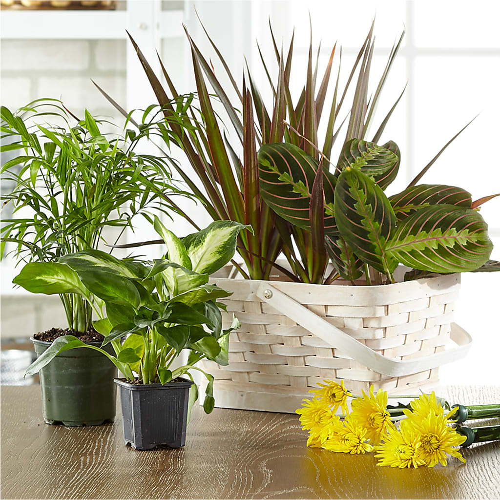 Florist Designed Blooming and Green Plants in a Basket – Greater Oklahoma City Flower Shop, Oklahoma City OK