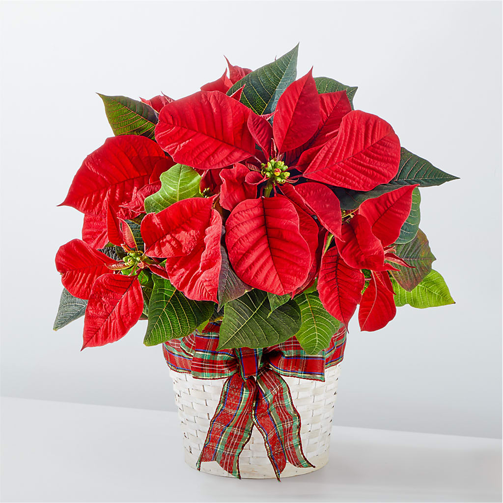 Happiest Holidays Poinsettia – Greater Oklahoma City Flower Shop, Oklahoma City OK