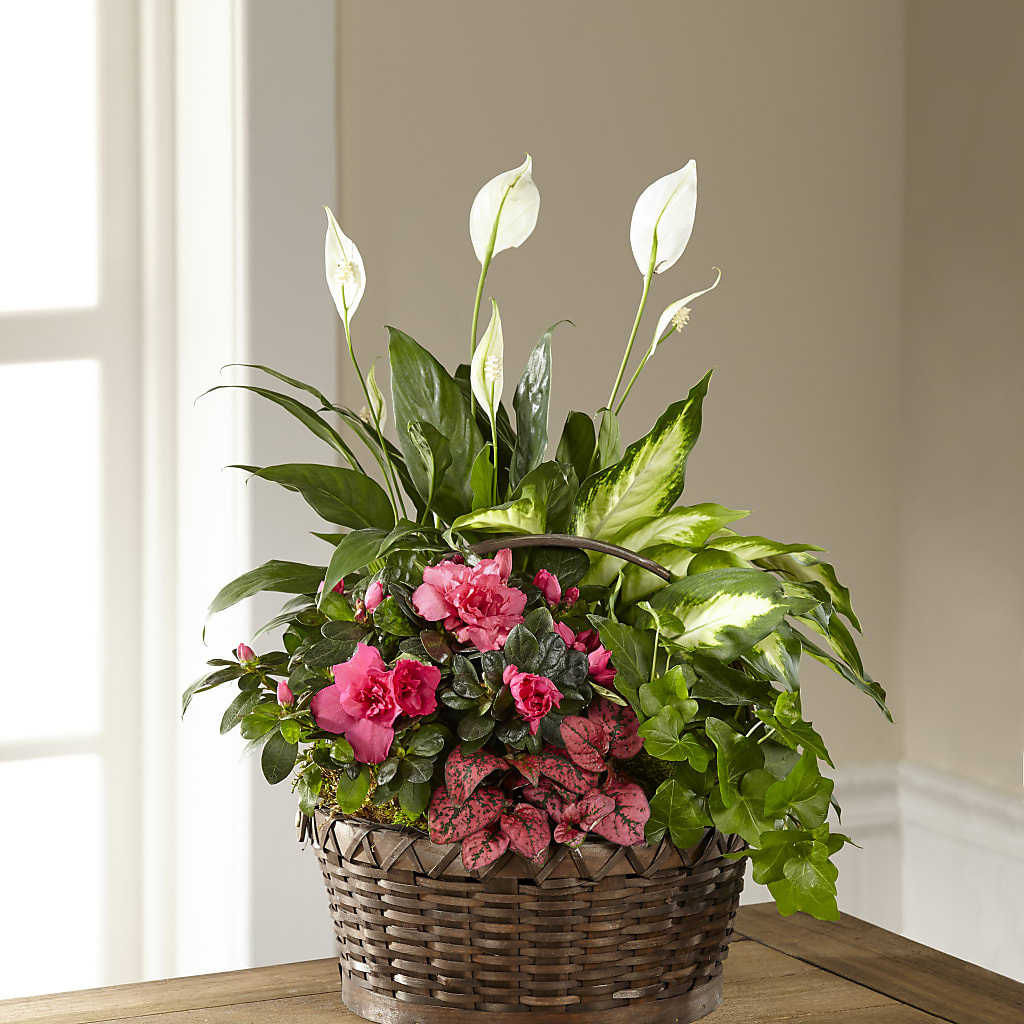 Dream in Pink Dishgarden – Greater Oklahoma City Flower Shop, Oklahoma City OK