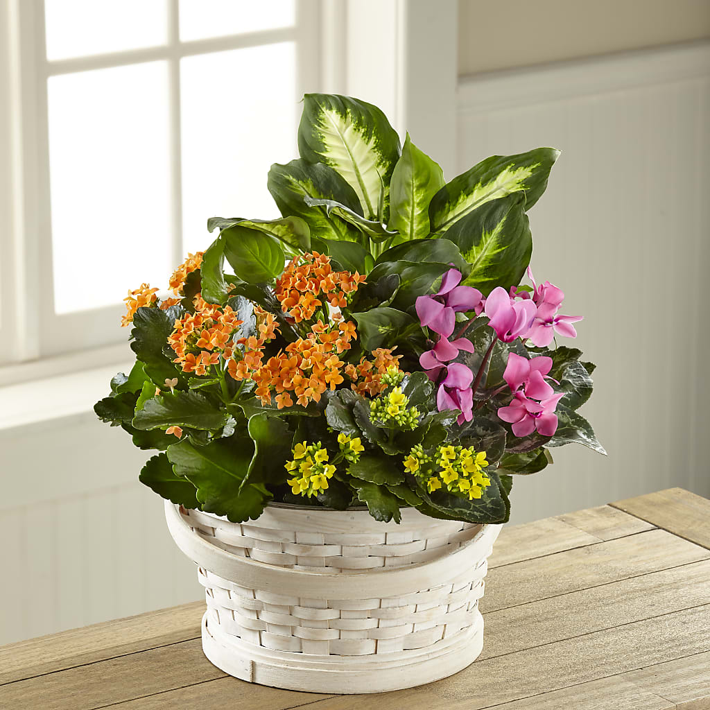 Color Crush Dishgarden – Greater Oklahoma City Flower Shop, Oklahoma City OK