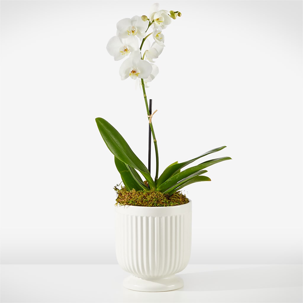 Whispering White Orchid – Greater Oklahoma City Flower Shop, Oklahoma City OK