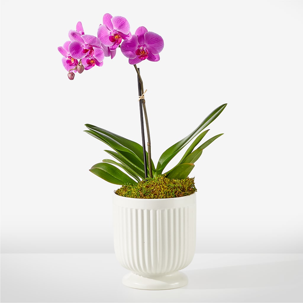 Friendly Fuchsia Orchid – Greater Oklahoma City Flower Shop, Oklahoma City OK
