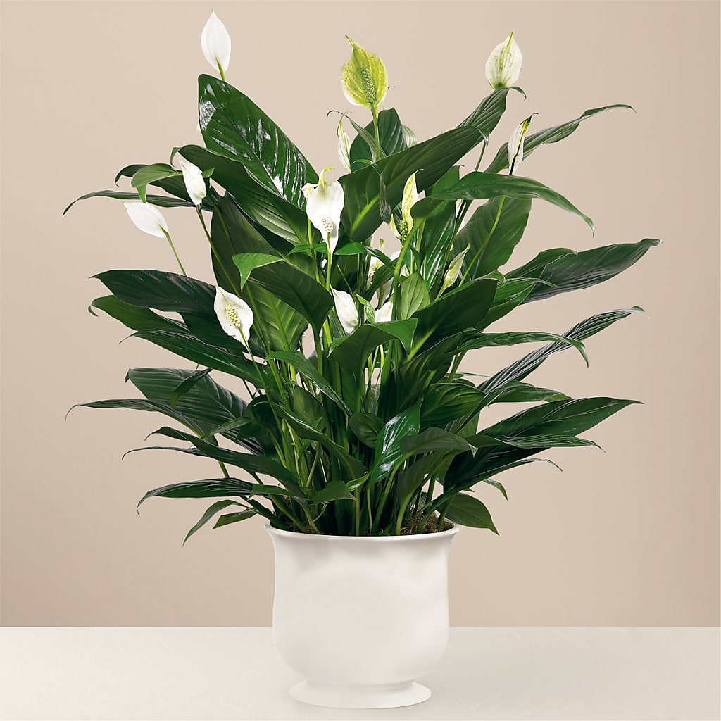 Comfort Planter – Greater Oklahoma City Flower Shop, Oklahoma City OK