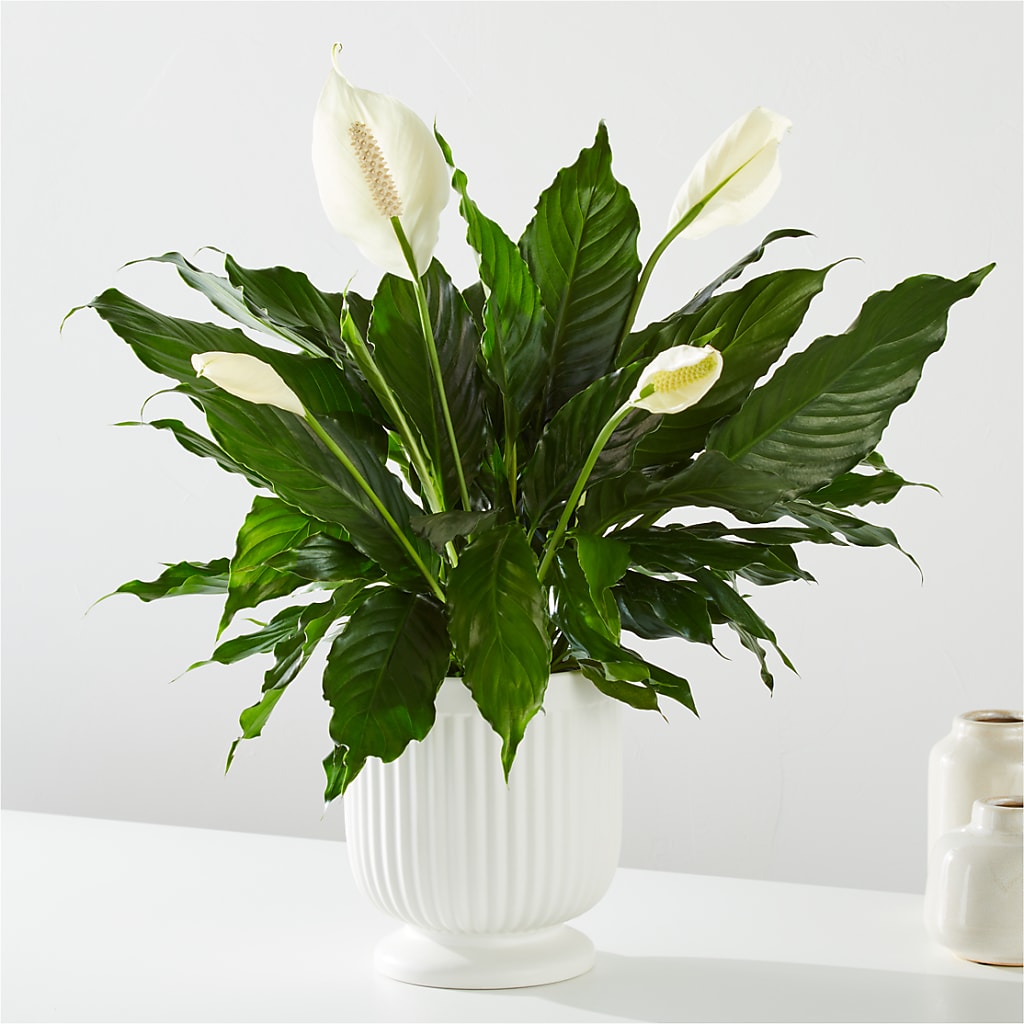 Comfort Planter – Greater Oklahoma City Flower Shop, Oklahoma City OK