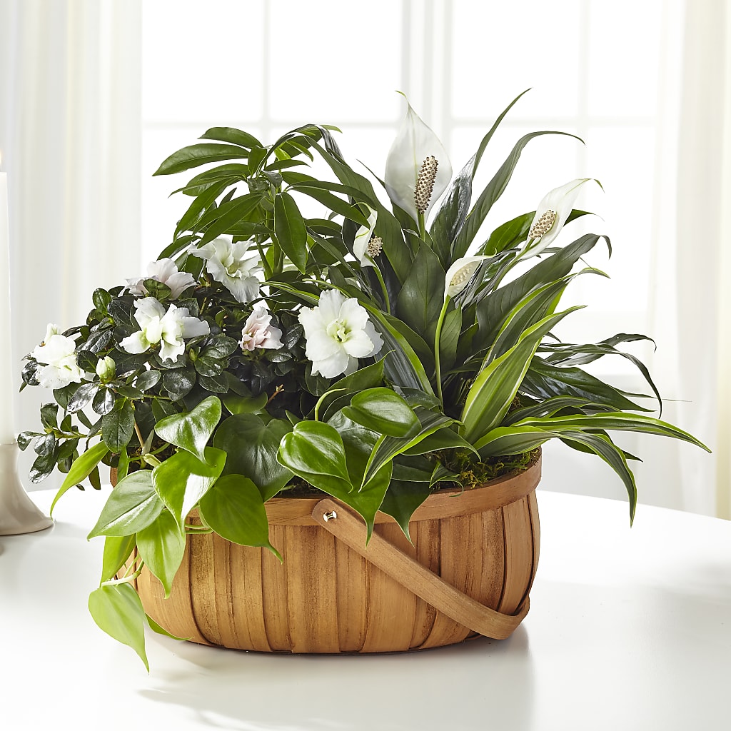 Serene Dishgarden – Greater Oklahoma City Flower Shop, Oklahoma City OK