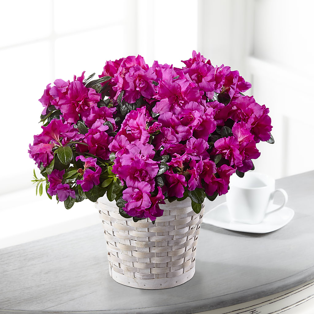 Hope & Serenity Azalea Plant – Greater Oklahoma City Flower Shop, Oklahoma City OK