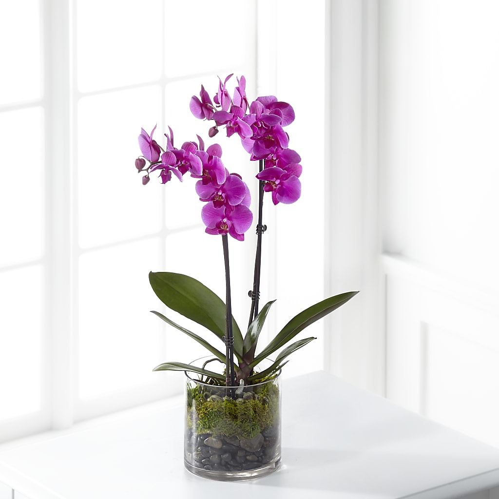 Pink Orchid Plant – Greater Oklahoma City Flower Shop, Oklahoma City OK