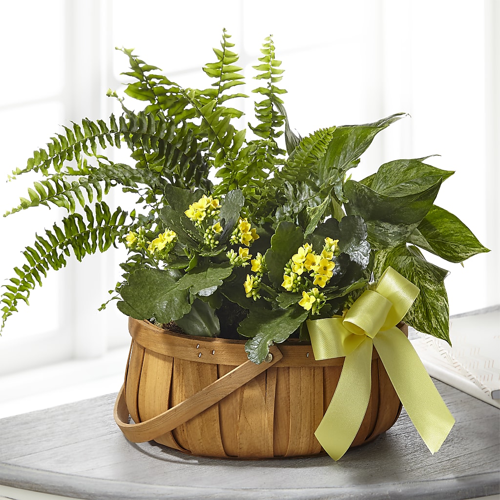 Always Dear Dishgarden – Greater Oklahoma City Flower Shop, Oklahoma City OK