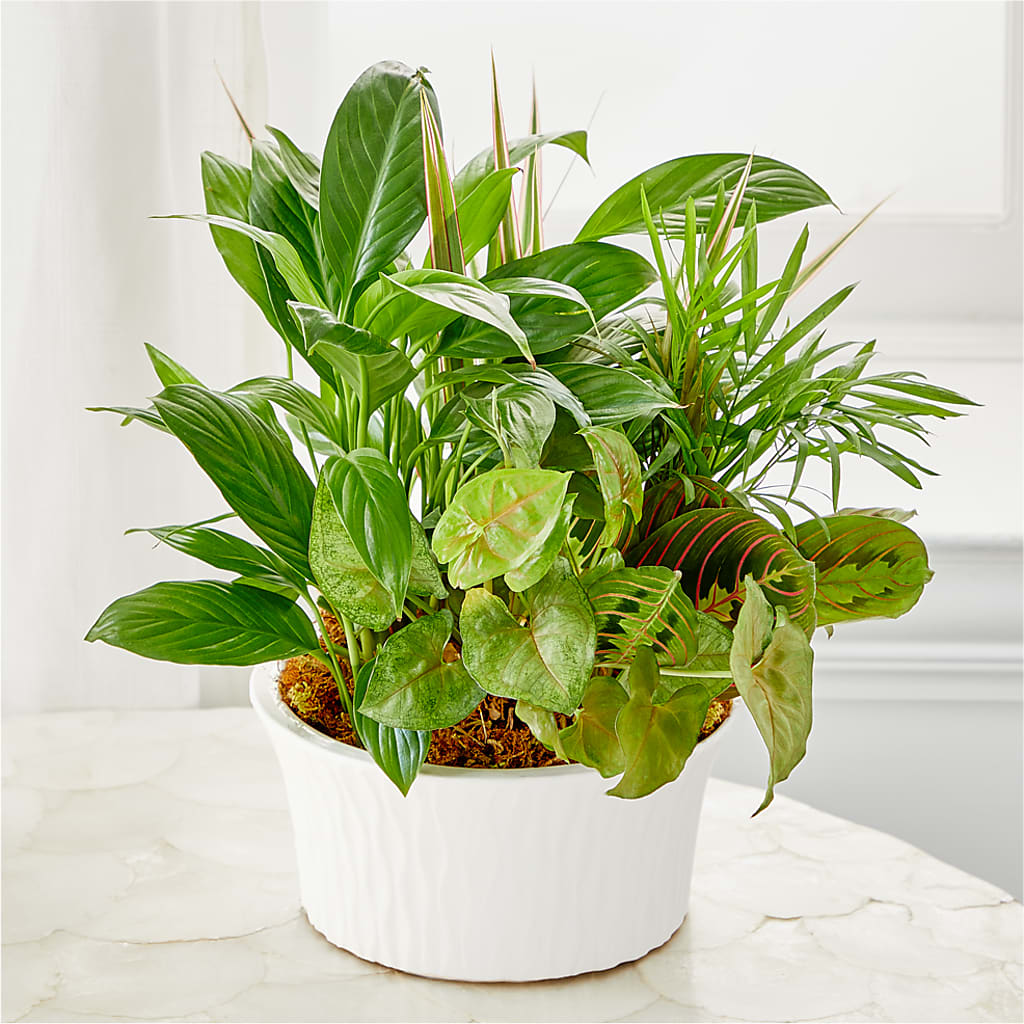 Balance & Harmony Dishgarden – Greater Oklahoma City Flower Shop, Oklahoma City OK
