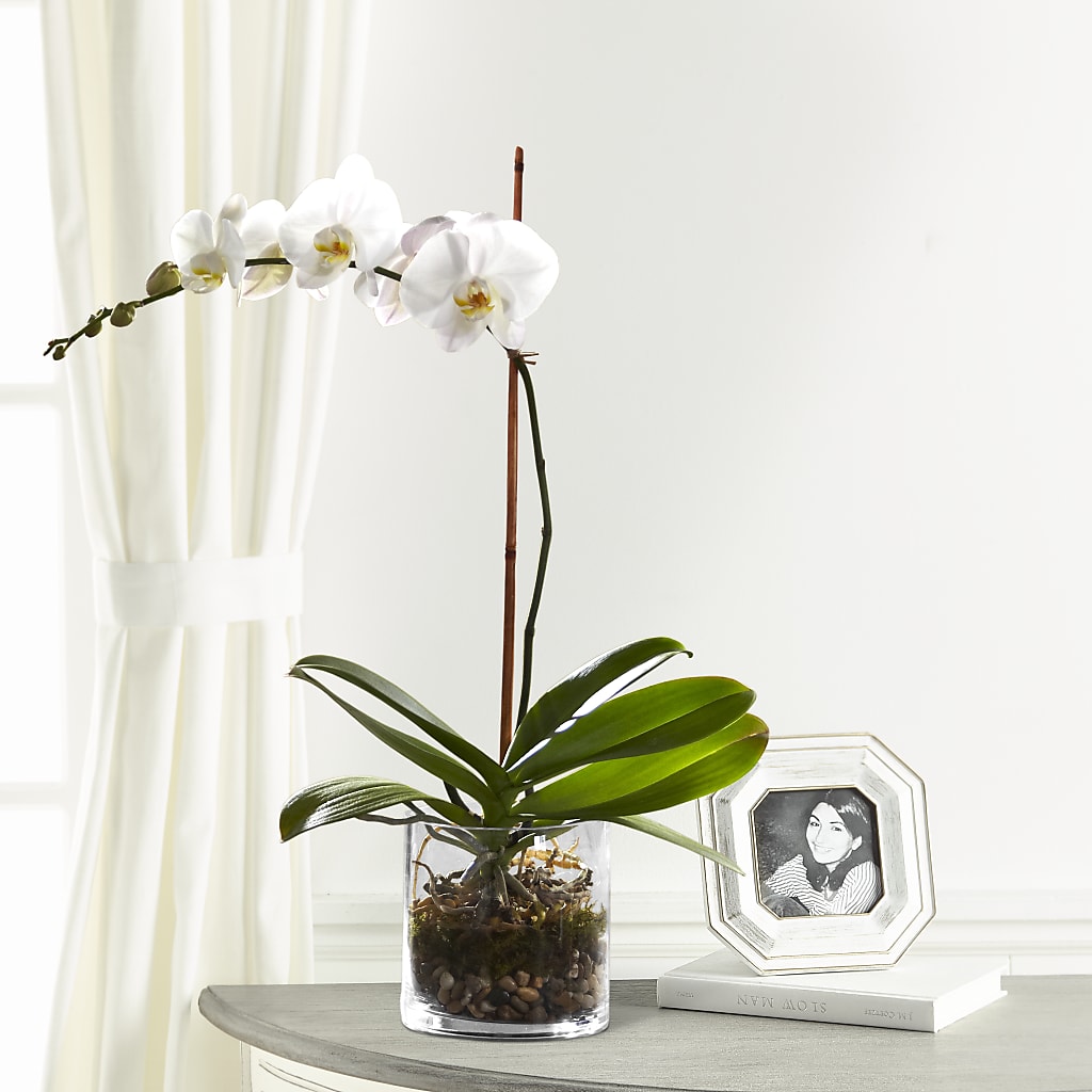 White Orchid Planter – Greater Oklahoma City Flower Shop, Oklahoma City OK