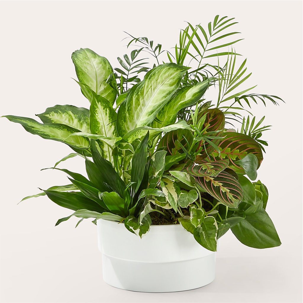 Radiating Positivity Dishgarden – Greater Oklahoma City Flower Shop, Oklahoma City OK