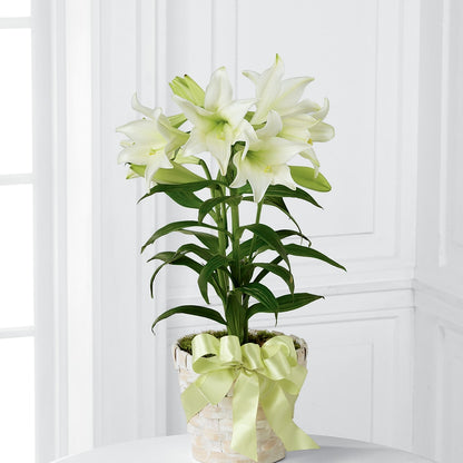 Easter Lily Plant –  Greater Oklahoma City Flower Shop, Oklahoma City OK