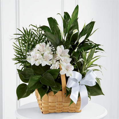 Peace & Serenity Dishgarden –  Greater Oklahoma City Flower Shop, Oklahoma City OK