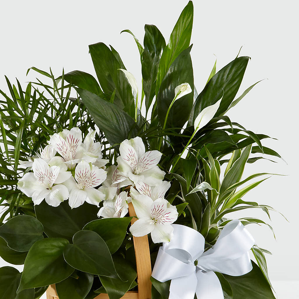 Peace & Serenity Dishgarden –  Greater Oklahoma City Flower Shop, Oklahoma City OK