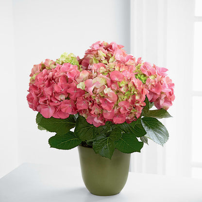 Pink Hydrangea Planter –  Greater Oklahoma City Flower Shop, Oklahoma City OK