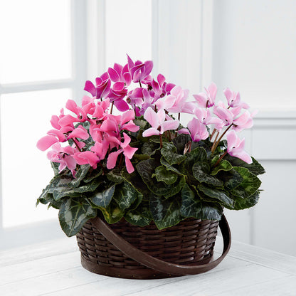 Mixed Cyclamen Planter –  Greater Oklahoma City Flower Shop, Oklahoma City OK