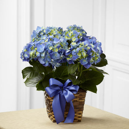 Blue Hydrangea Planter –  Greater Oklahoma City Flower Shop, Oklahoma City OK