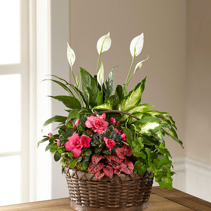 Dream in Pink Dishgarden –  Greater Oklahoma City Flower Shop, Oklahoma City OK