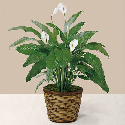Tranquil Moments Peace Lily Plant –  Greater Oklahoma City Flower Shop, Oklahoma City OK