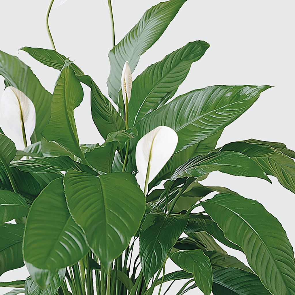 Tranquil Moments Peace Lily Plant –  Greater Oklahoma City Flower Shop, Oklahoma City OK
