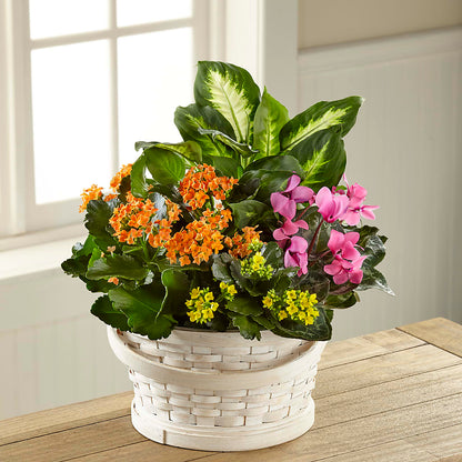 Color Crush Dishgarden –  Greater Oklahoma City Flower Shop, Oklahoma City OK
