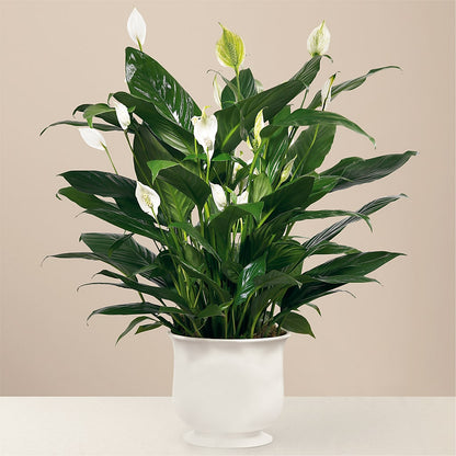 Comfort Planter –  Greater Oklahoma City Flower Shop, Oklahoma City OK