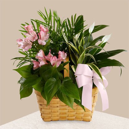 Living Spirit Dishgarden –  Greater Oklahoma City Flower Shop, Oklahoma City OK