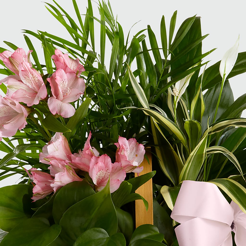 Living Spirit Dishgarden –  Greater Oklahoma City Flower Shop, Oklahoma City OK