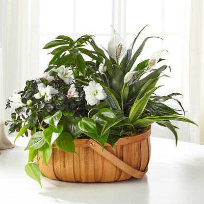 Serene Dishgarden –  Greater Oklahoma City Flower Shop, Oklahoma City OK