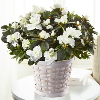 White Azalea Plant –  Greater Oklahoma City Flower Shop, Oklahoma City OK