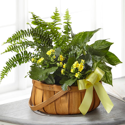 Always Dear Dishgarden –  Greater Oklahoma City Flower Shop, Oklahoma City OK