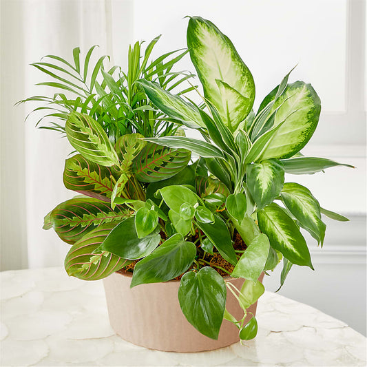 Balance & Harmony Dishgarden –  Greater Oklahoma City Flower Shop, Oklahoma City OK