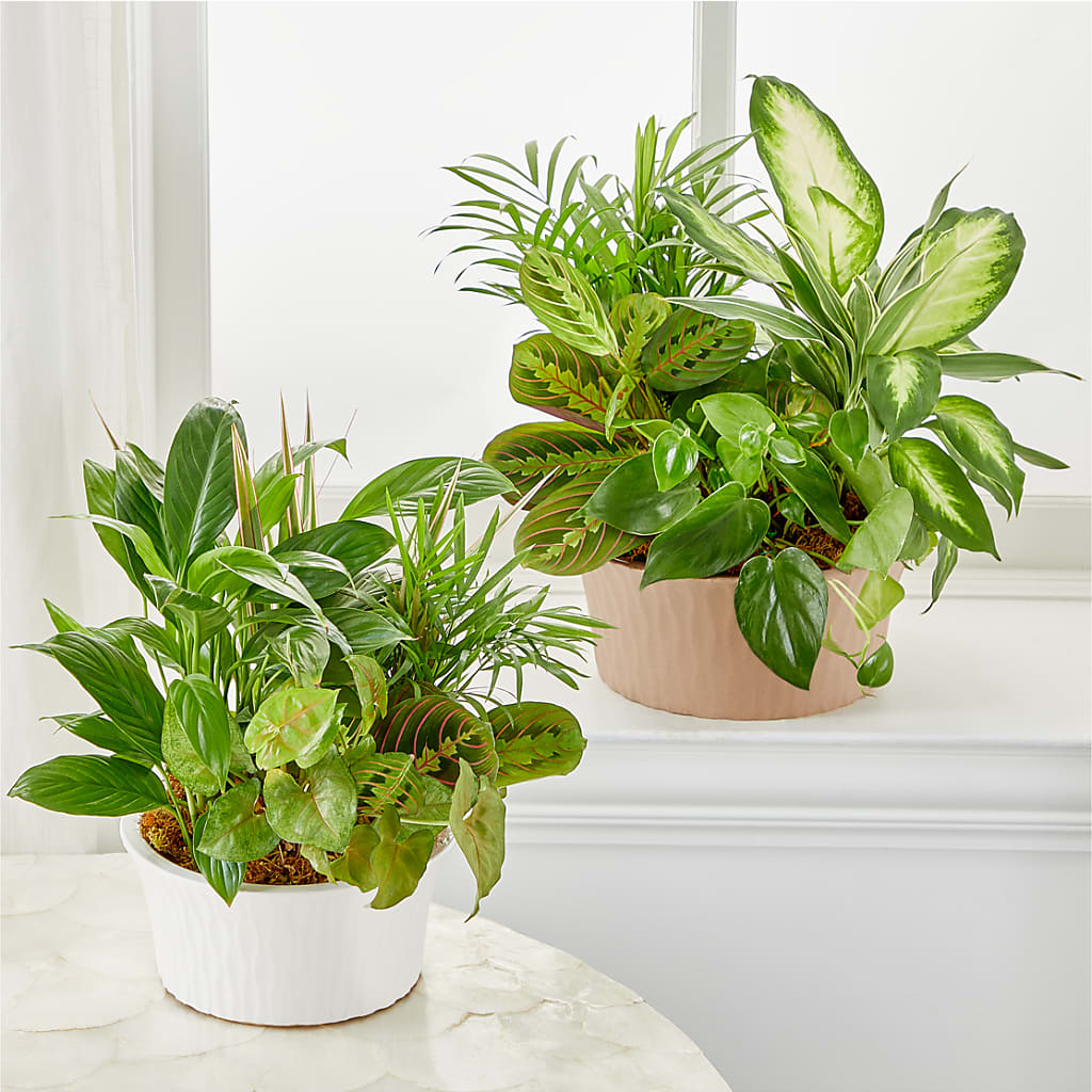 Balance & Harmony Dishgarden –  Greater Oklahoma City Flower Shop, Oklahoma City OK