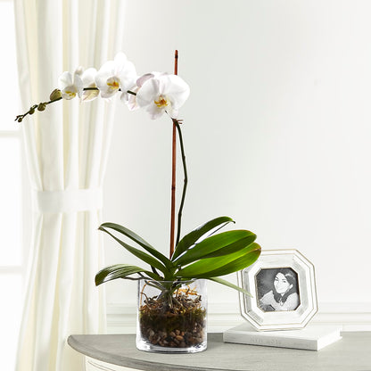 White Orchid Planter –  Greater Oklahoma City Flower Shop, Oklahoma City OK